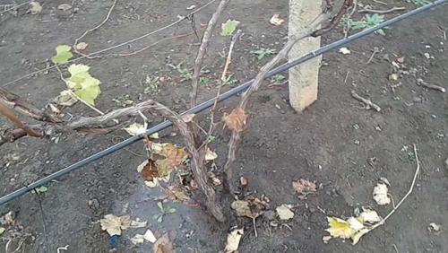 Влагозарядный полив винограда. Когда поливать виноград: о тветы на часто задаваемые вопросы по поливу