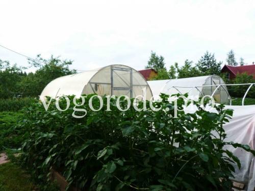 Вырастить картофель в коробе. Выращивание картофеля в коробе