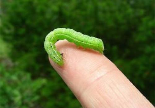 Как избавиться от гусениц народными средствами. Народные средства борьбы