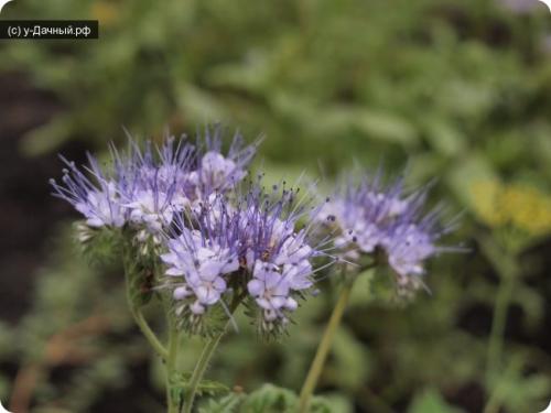 Фацелия свойства и применение. Фацелия (Phacelia) 07 Фацелия свойства и применение. Фацелия (Phacelia) 07