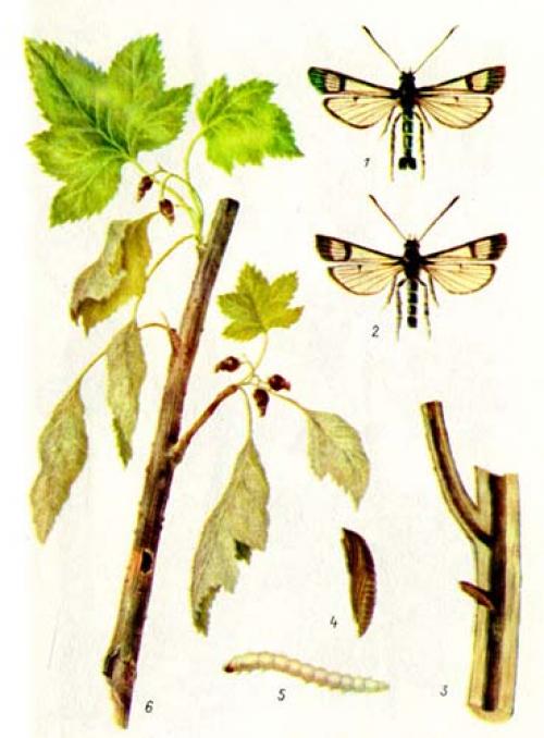 Как обрабатывать крыжовник. Для чего нужна обработка крыжовника весной: от, каких вредителей и болезней будем защищать кусты