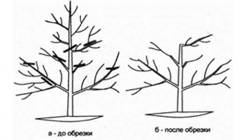 Как обрезать заросшую яблоню. Как обрезать старую яблоню правильно?