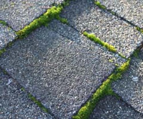 Как избавиться от мха на асфальте. Как избавиться ото мха на бетоне и тротуарной плитке простыми и доступными средствами