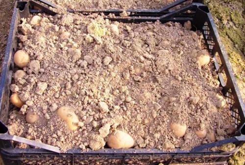 Выращивание картофеля. Выращивание раннего картофеля