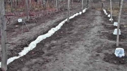 Подготовка виноградной лозы к зиме в подмосковье. Как правильно подготовить к зиме молодые кусты 05