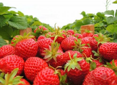 Уход за клубникой осенью подготовка к зиме. Подкормка