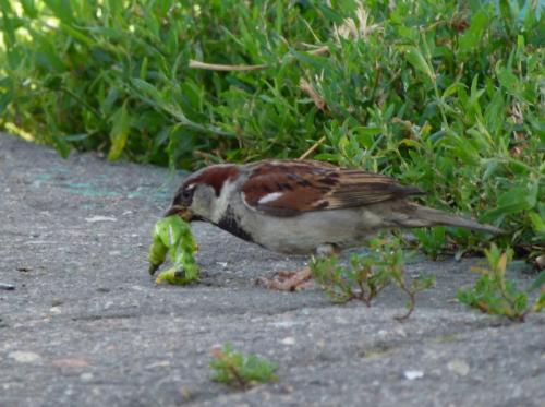 Как избавиться от гусениц народными средствами. Народные средства борьбы
