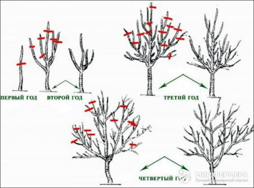 Как посадить саженец персик осенью. Почему стоит посадить персик осенью, а не весной 03 Как посадить саженец персик осенью. Почему стоит посадить персик осенью, а не весной 03