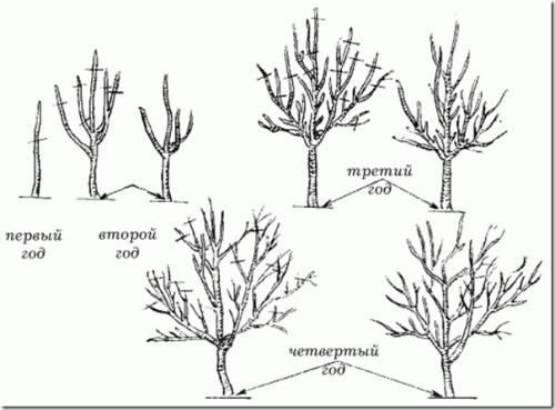 Когда обрезать яблони на урале. Советы бывалых о том, когда обрезают яблони осенью. Выбор лучшего времени