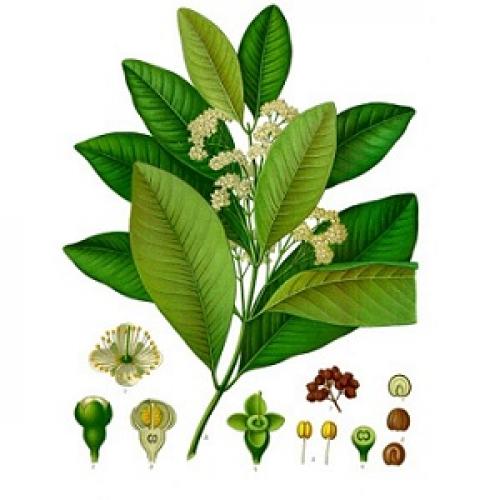 Перец горошком душистый, как растет. Как растет перец душистый горошком в домашних условиях