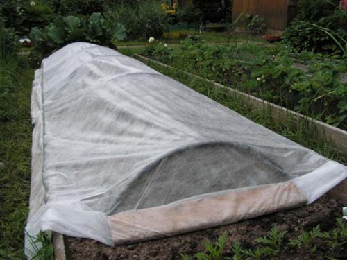 Как подготовить клубнику к следующему сезону. Подготовка клубники к зиме: как и чем укрывать