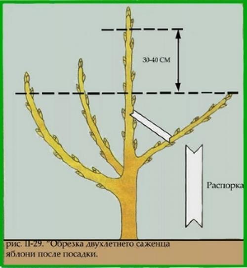 Как обрезать яблоню 4 лет. Как правильно опилить яблони разных возрастов?