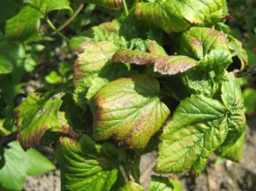 Как обрабатывать крыжовник. Для чего нужна обработка крыжовника весной: от, каких вредителей и болезней будем защищать кусты