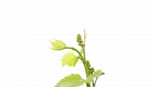 Как ускорить вызревание лозы винограда. Степень и сроки вызревания лозы