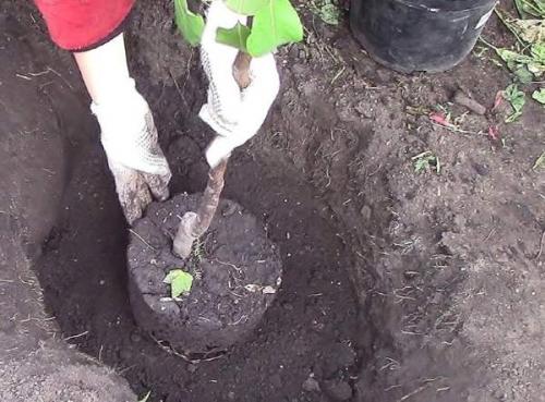 Как посадить яблоню весной. Как посадить саженец яблони весной? 02