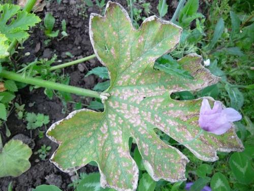 Почему икра кабачковая горчит. Почему кабачки горькие: причины