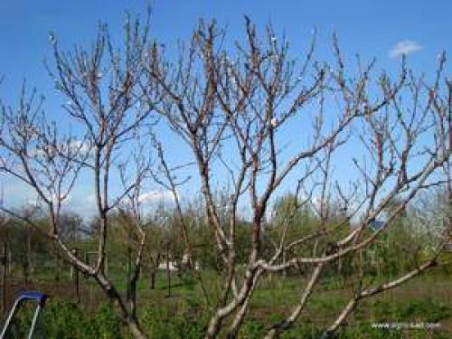 Посадка саженцев персика осенью. Почему стоит посадить персик осенью, а не весной 01