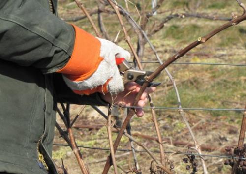 Обрезка винограда осенью на Урале. Посадка винограда на Урале 03