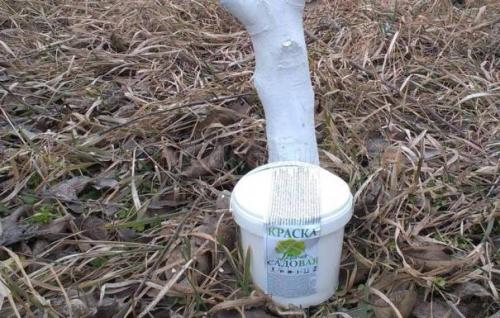 Чем побелить осенью яблони. Популярные составы для побелки