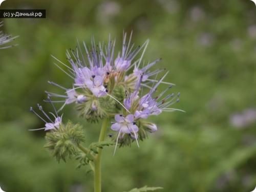 Фацелия свойства и применение. Фацелия (Phacelia) 06 Фацелия свойства и применение. Фацелия (Phacelia) 06