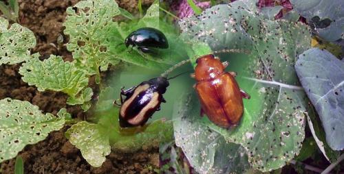 Фитоверм от крестоцветной блошки. Как бороться с крестоцветной блошкой на редисе, капусте?