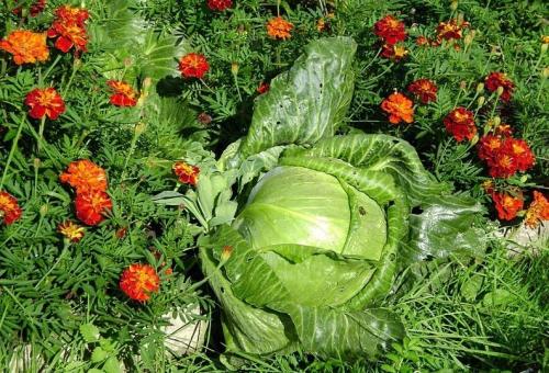 Фитоверм от крестоцветной блошки. Как бороться с крестоцветной блошкой на редисе, капусте?