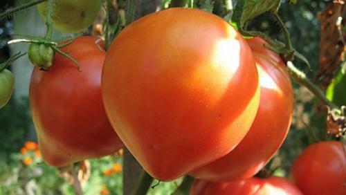 Семена помидор для теплиц. Урал, или время выращивать помидоры