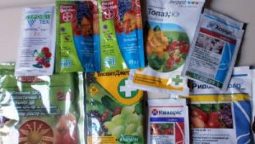 Опрыскивание винограда осенью. Чем обрабатывают виноград осенью