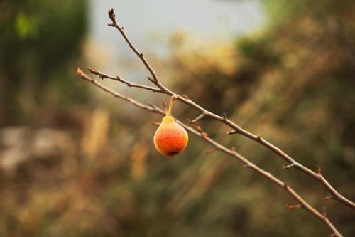 Подготовка груши к зиме