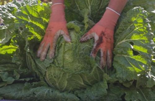 Лучшие сорта капусты форум. Лучшие сорта капусты для квашения. Квашеная капуста: технология, способы заготовки