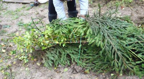 Как укрыть розы на зиму в поволжье. Как укрыть розы в Сибири на зиму – 3 лучших способа