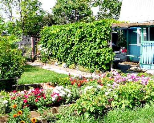 Виноград на дальнем востоке посадка уход. Навигация по записям