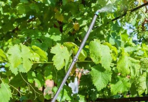 Как укрыть виноград на зиму в поволжье. Подготовка к укрытию