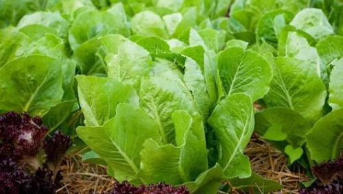 Что растет в тени на огороде. Какие овощи можно посадить в тени 04 Что растет в тени на огороде. Какие овощи можно посадить в тени 04