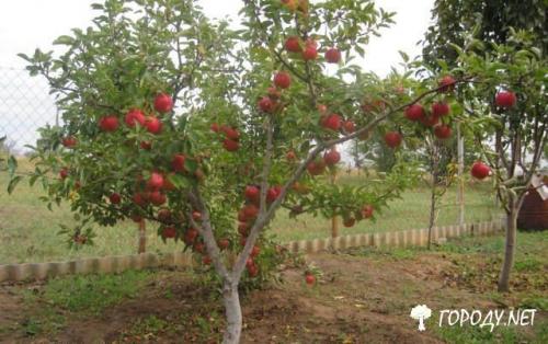 Как посадить саженец персик осенью. Почему стоит посадить персик осенью, а не весной 08 Как посадить саженец персик осенью. Почему стоит посадить персик осенью, а не весной 08