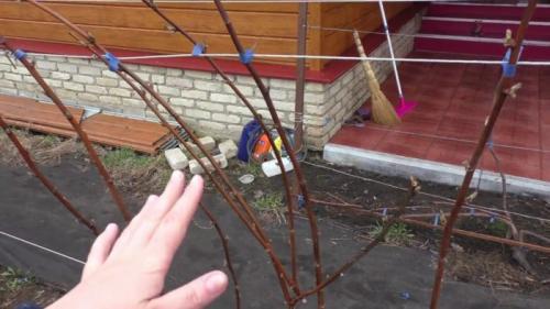 Шпалера для малины из дерева. Подпорки