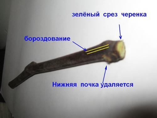 Заготовка чубуков винограда осенью. Заготавливаем лозу для черенкования