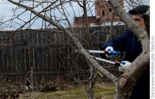 Обрезка 5 летней яблони. Обрезка яблони