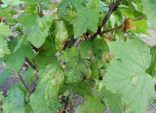 На смородине красные листья, как бороться. Причины появления 10