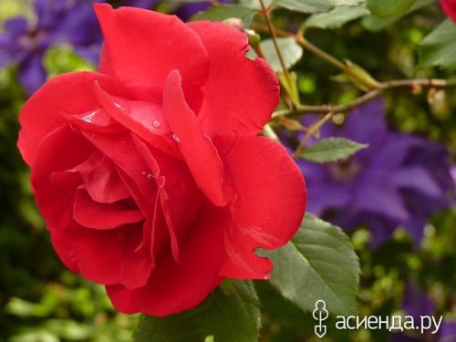 Костная мука для клубники. Внесение костной муки на участке