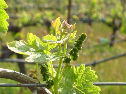 Когда поливать осенью виноград. подзимний полив винограда 17