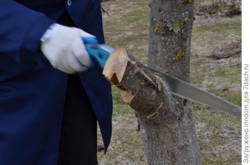 Обрезка 5 летней яблони. Обрезка яблони