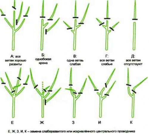 Как обрезать заросшую яблоню. Как обрезать старую яблоню правильно?