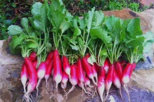 Посадка редиса в августе в теплице и открытый грунт