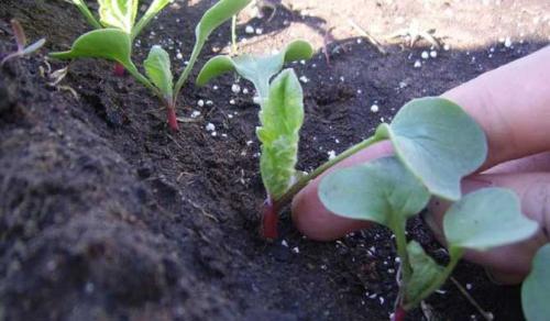 Посадка редиса в августе в теплице и открытый грунт