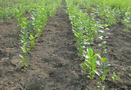 Саженцы на карликовом подвое. Карликовый подвой