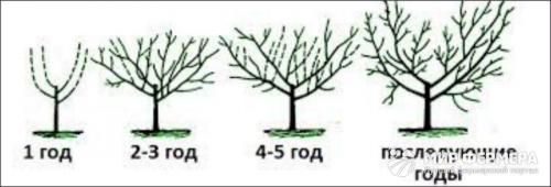 Как посадить саженец персик осенью. Почему стоит посадить персик осенью, а не весной 02 Как посадить саженец персик осенью. Почему стоит посадить персик осенью, а не весной 02