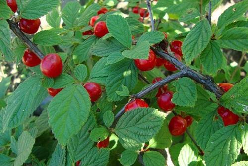 Самые лучшие сорта войлочной вишни. Популярные сорта войлочной вишни