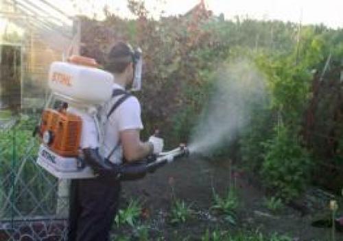 Что происходит с яблоней весной. Уход за яблоней весной