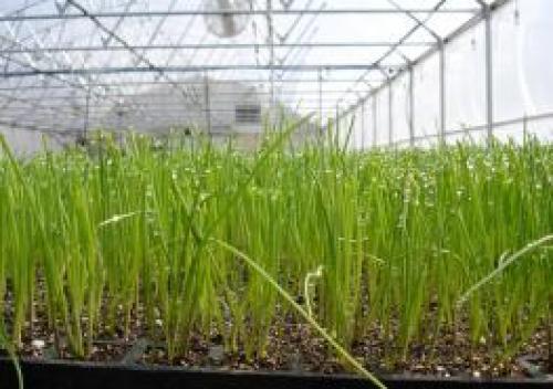 Что происходит с яблоней весной. Уход за яблоней весной